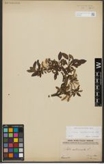 Foto von Salix waldsteiniana Willd.